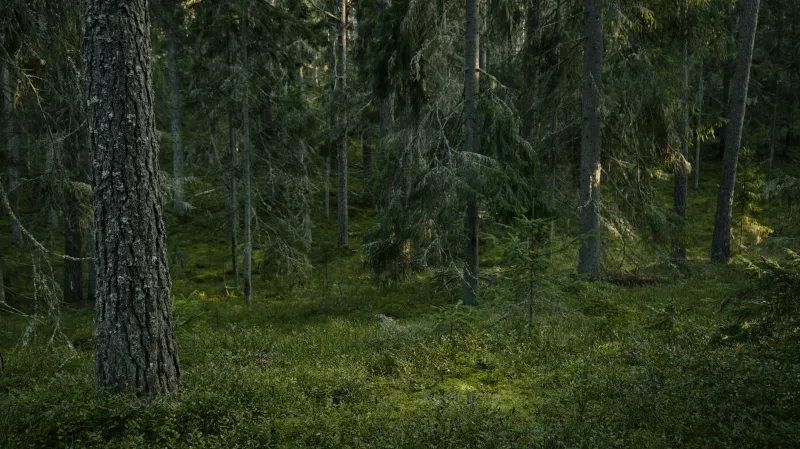 The Cartographer's Typo That Accidentally Saved America's Wilderness