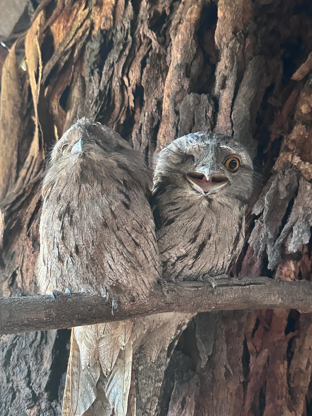 Thornfield National Wilderness